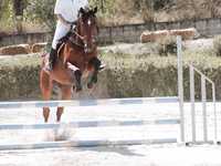 Cavalo de obstáculos - Sela Francês