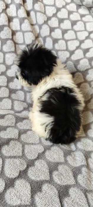 Yorkshire terrier biewer