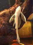 Ancistrus Albino Long Fin