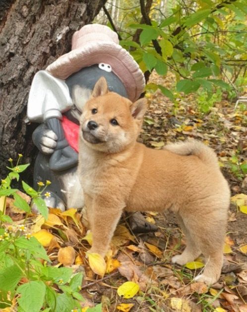 Shiba inu szczenię