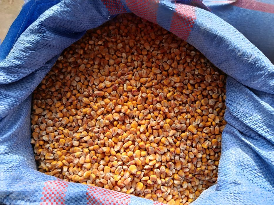 Sprzedam kukurydze, marchew, ziemniaki