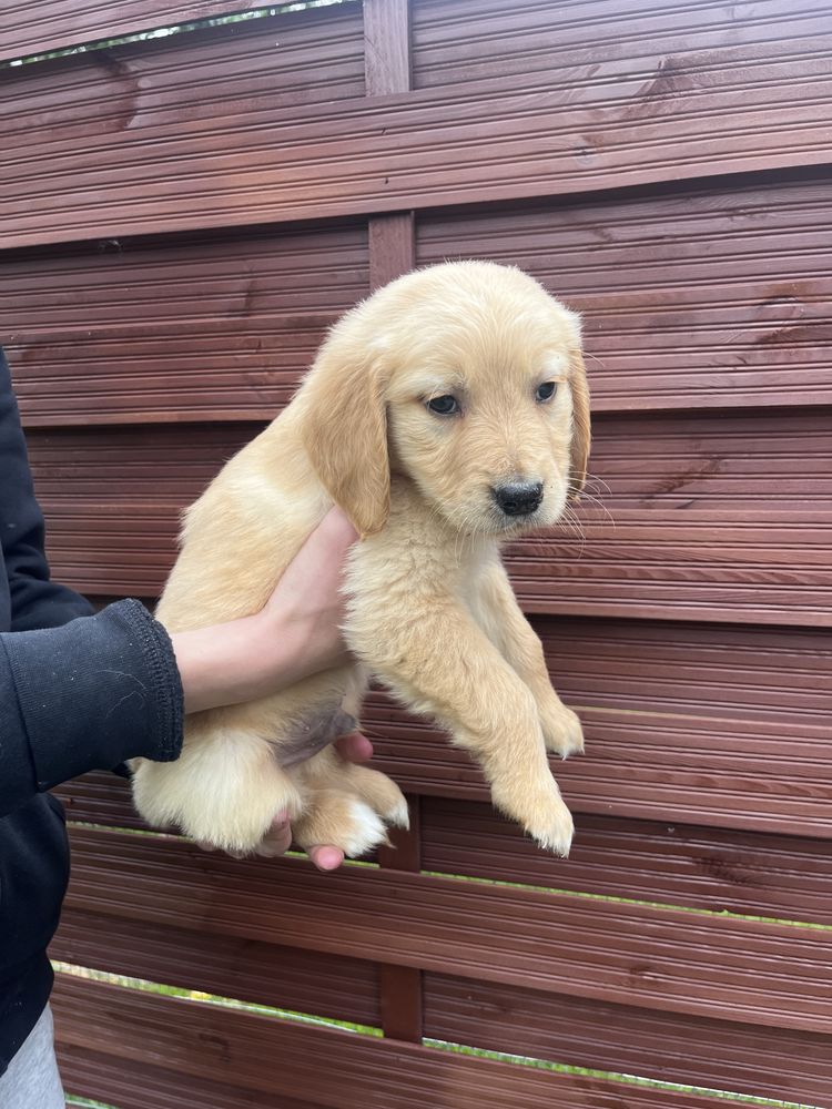 Golden Retriever