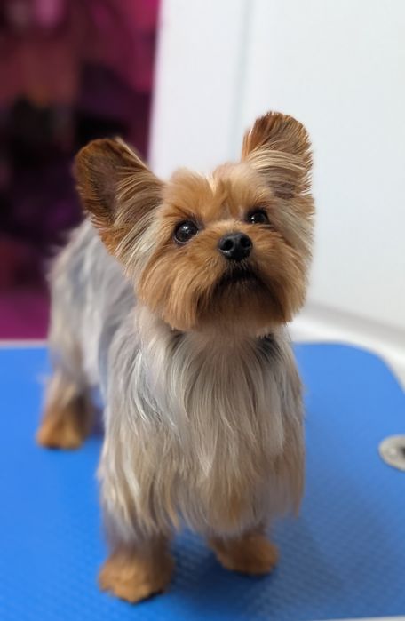 Девочки и мальчик