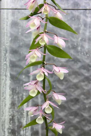 Орхідея дендробиум афіллум Dendrobium aphyllum