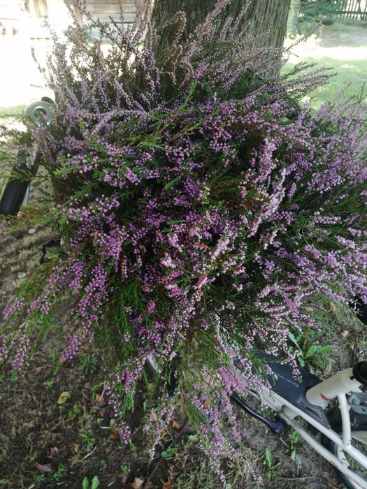 Syrop z kwiatów wrzosu