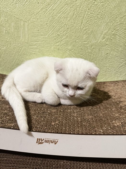 Очаровательные шотландские вислоухие котята ищут заботливых хозяев!