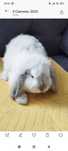 Królik baranek mini lop