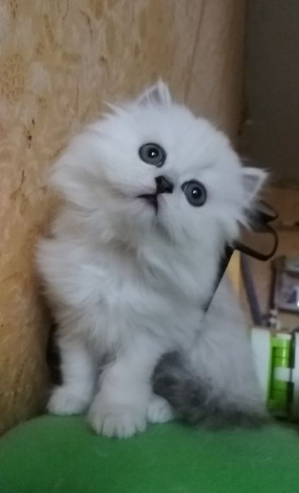 Серебристый шиншилла белый пепельный хайленд