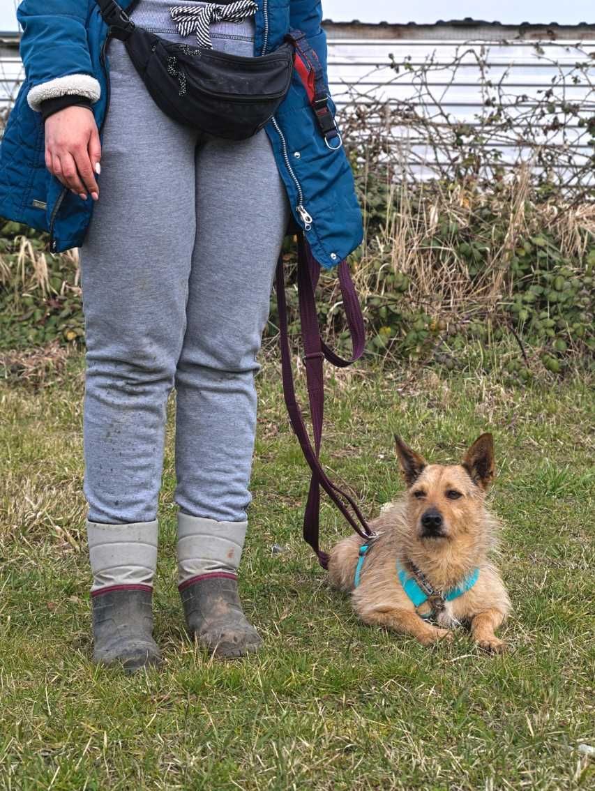 Pankracy - ciekawski, spokojny psiak do adopcji.