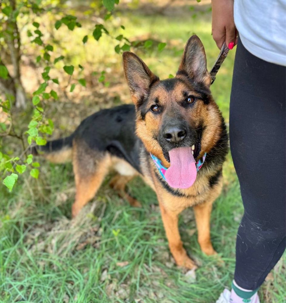 Archie w typie owczarka czeka na dom 1.5 roku. Adoptuj, uratuj!