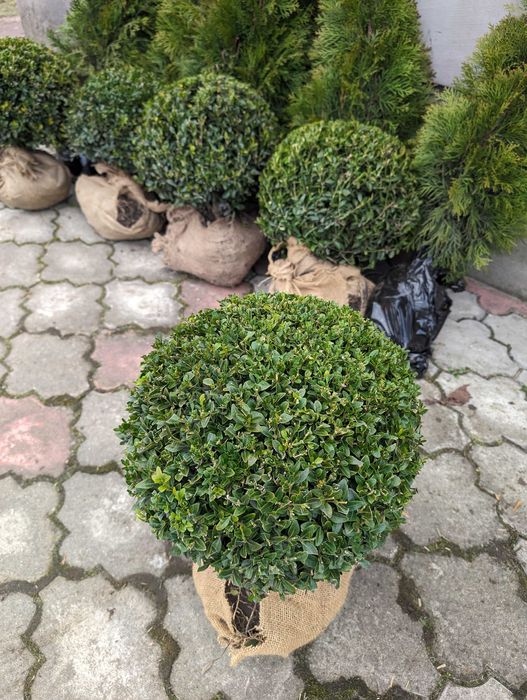 Самшит стрижений КУЛЯ