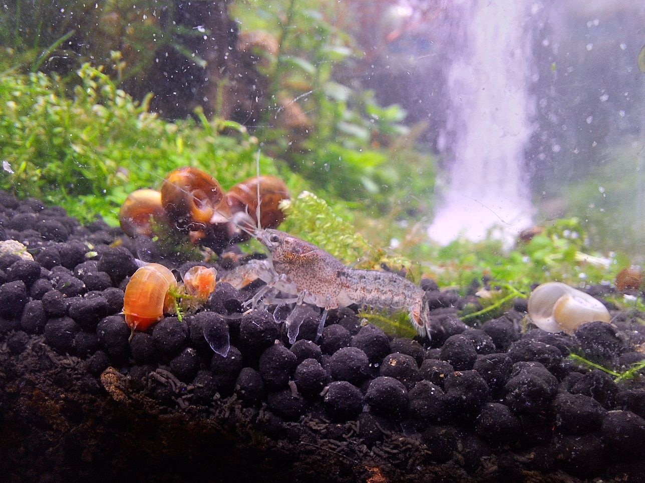 Aquario plantado 100x30x40cm