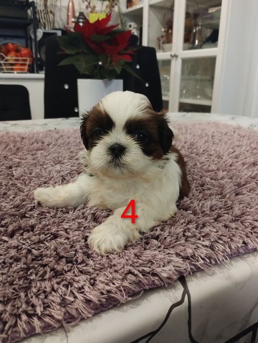 Shih tzu 100% prawdziwe rasowe cudeńka