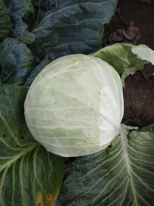 Warzywa z dostawą z własnego gospodarstwa