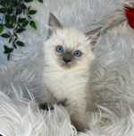 Kot Kocur Ragdoll czytaj opis  Rodowód Badania Genetyczne
