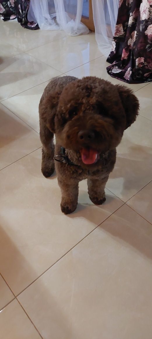Domowy hotel dla psów Sofi/opieka nad psem/ petsitter