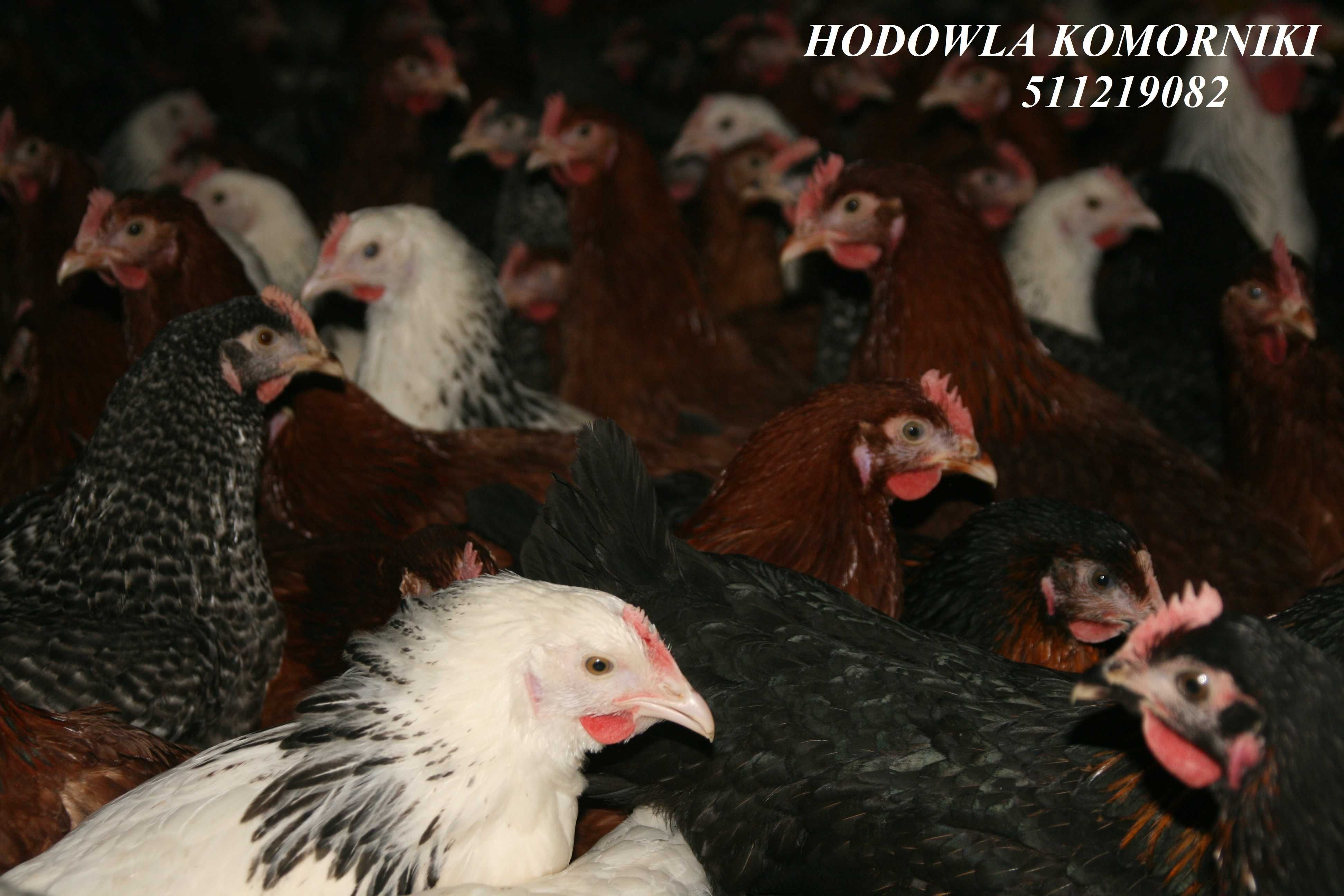 Młode Kury z Jajkiem 22 tygodnie Nioski Rosa
