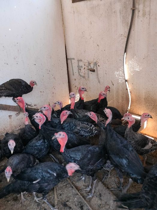 Perus para venda