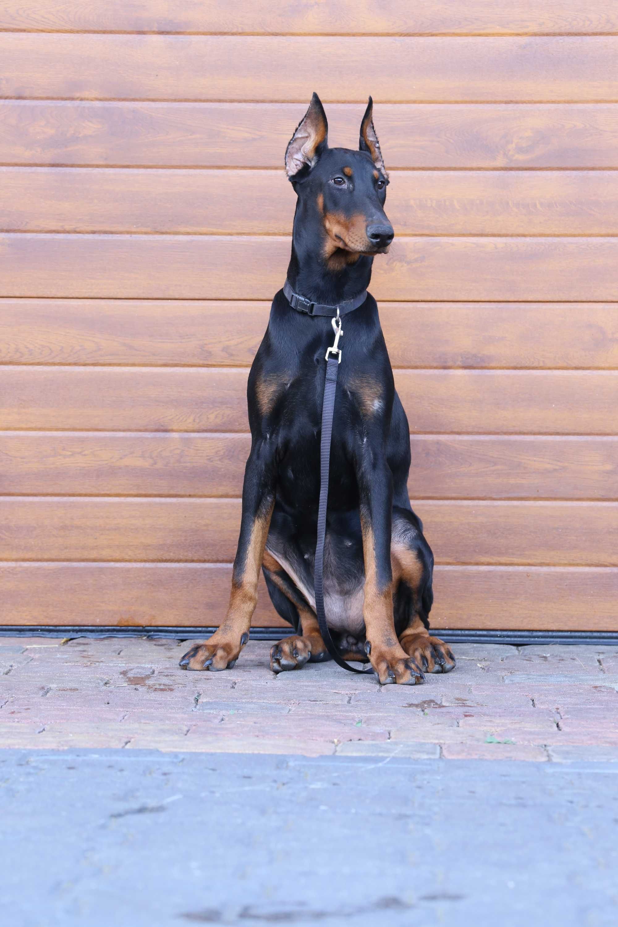 Szczeniak Doberman Czekoladowy