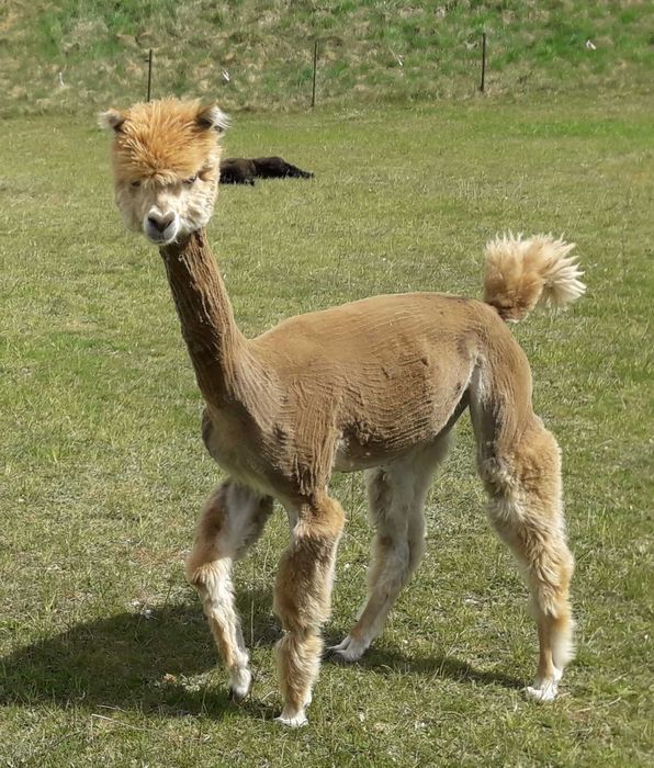 Sprzedam  Samice Alpaki Huacaya