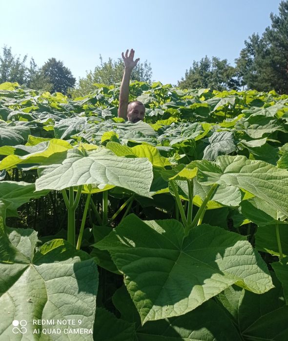 Павловнія Шан Тонг, Пао Тонг, Войлочна, корінь, коріння павловнії