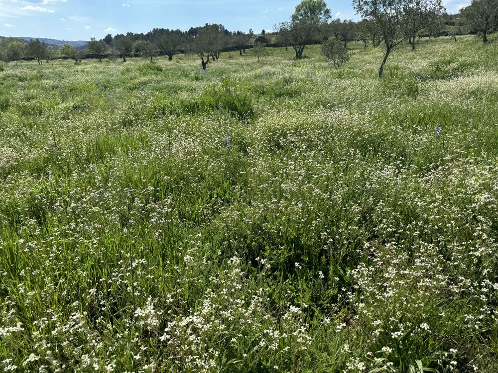Terreno rustico entre Falachos e vale seixo