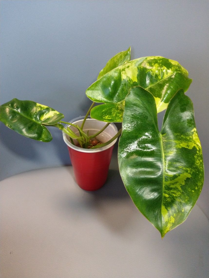 Philodendron Burle Marx Variegata