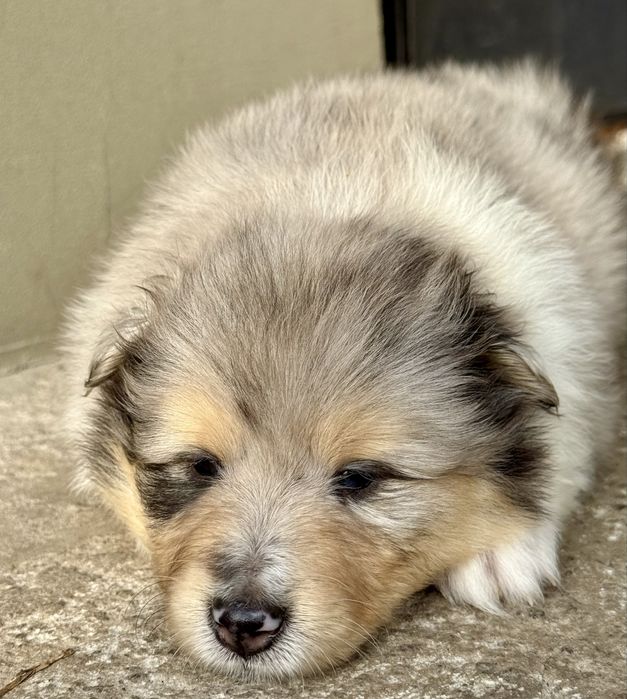 Цуценята коллі мраморного кольору