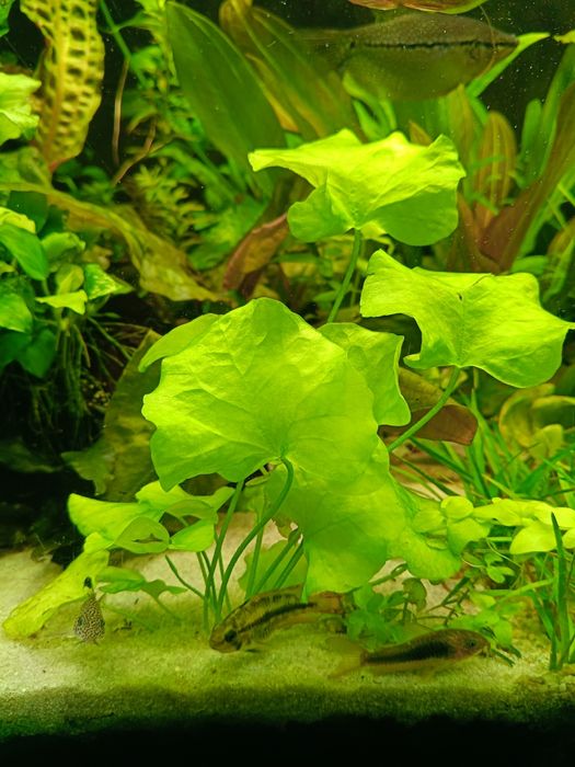 Lotos zielony , roślina akwariowa. Bez śladów glonów