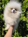 Spitz macho anão
