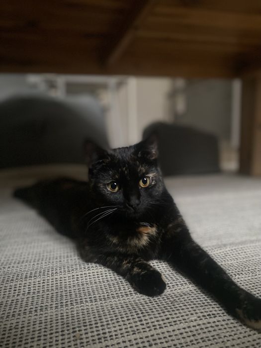 1,5 roczna kotka szuka domu