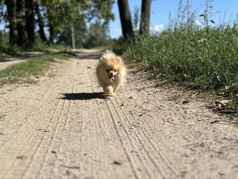 Pomeranian szpic miniaturowy FCI ZKwP