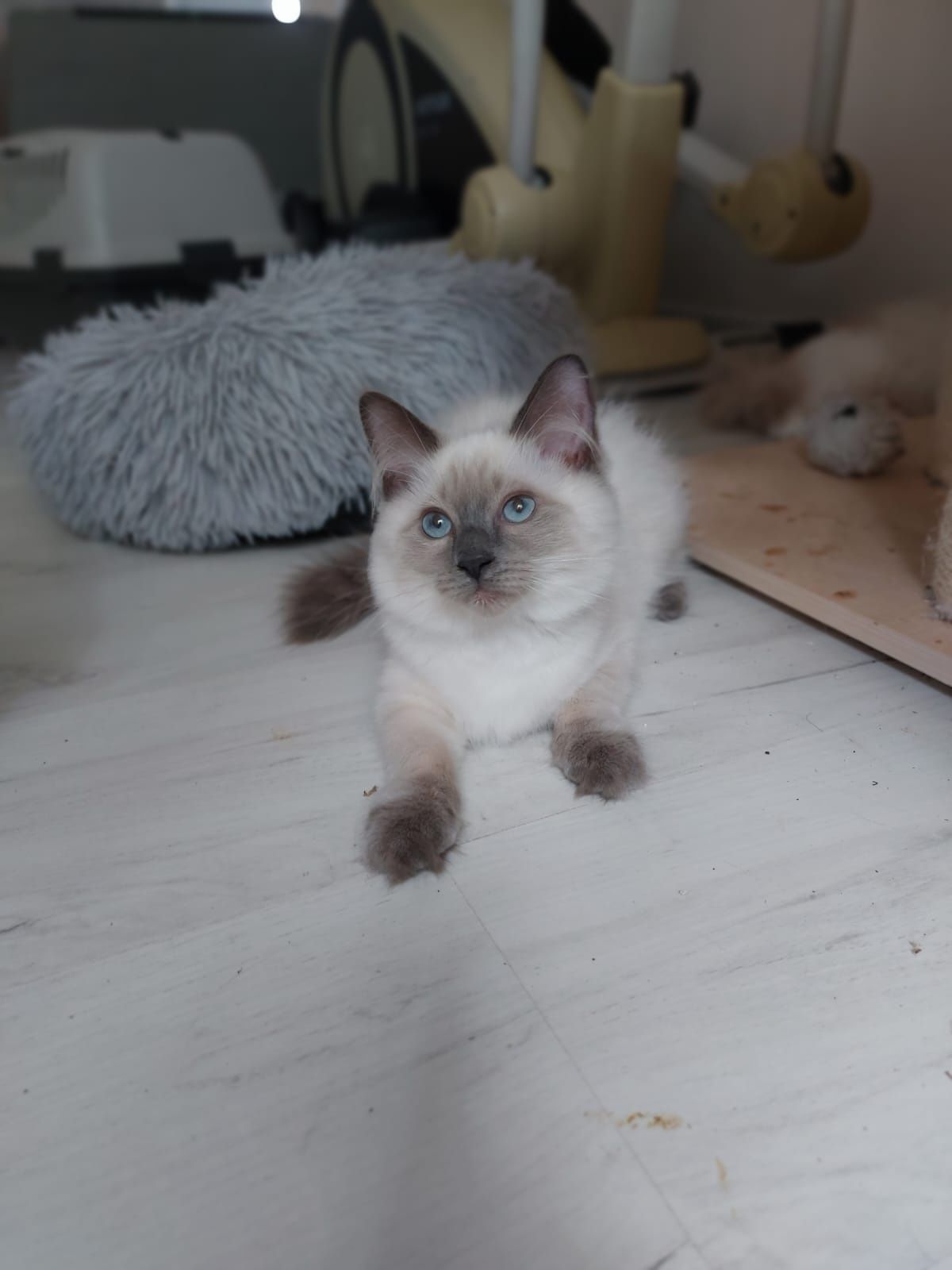 Ragdoll kot gotowy do odbioru FIV/Felv