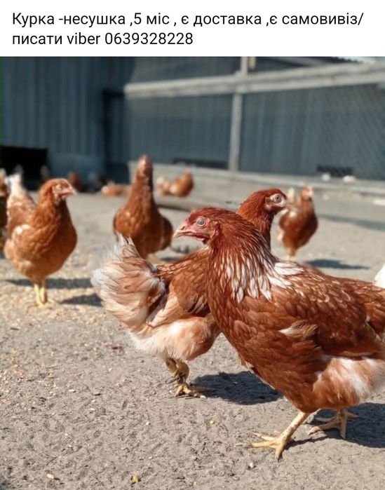 Продам курку несушку Ломен браун