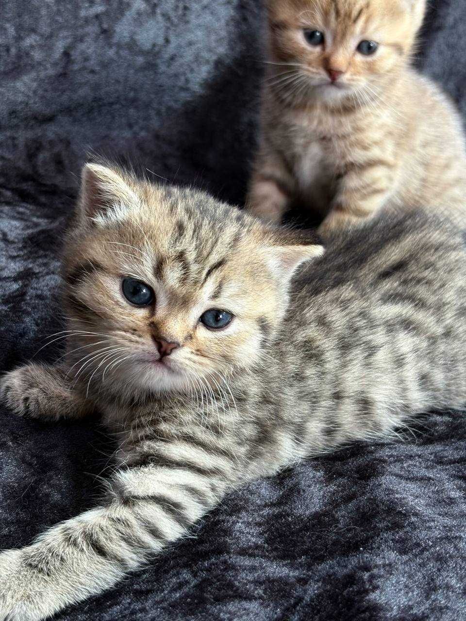 Kocięta szkocki (scottish fold, scottish straight)