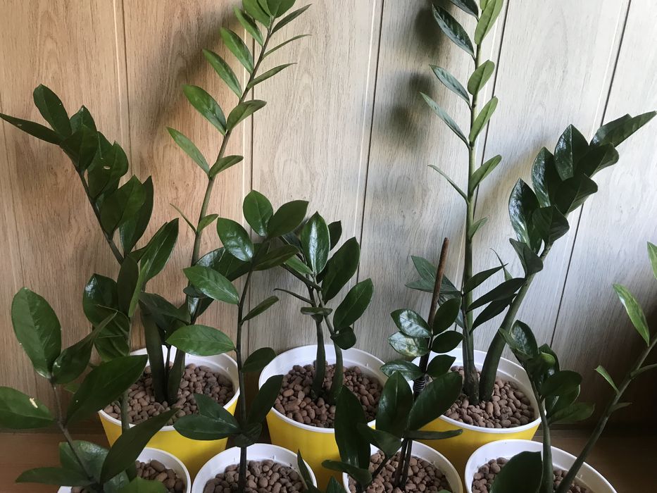 Кімнатні рослини Заміокулькас (8 шт.)