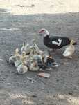 Vendo ou troco patos mudos, perus e garnisos