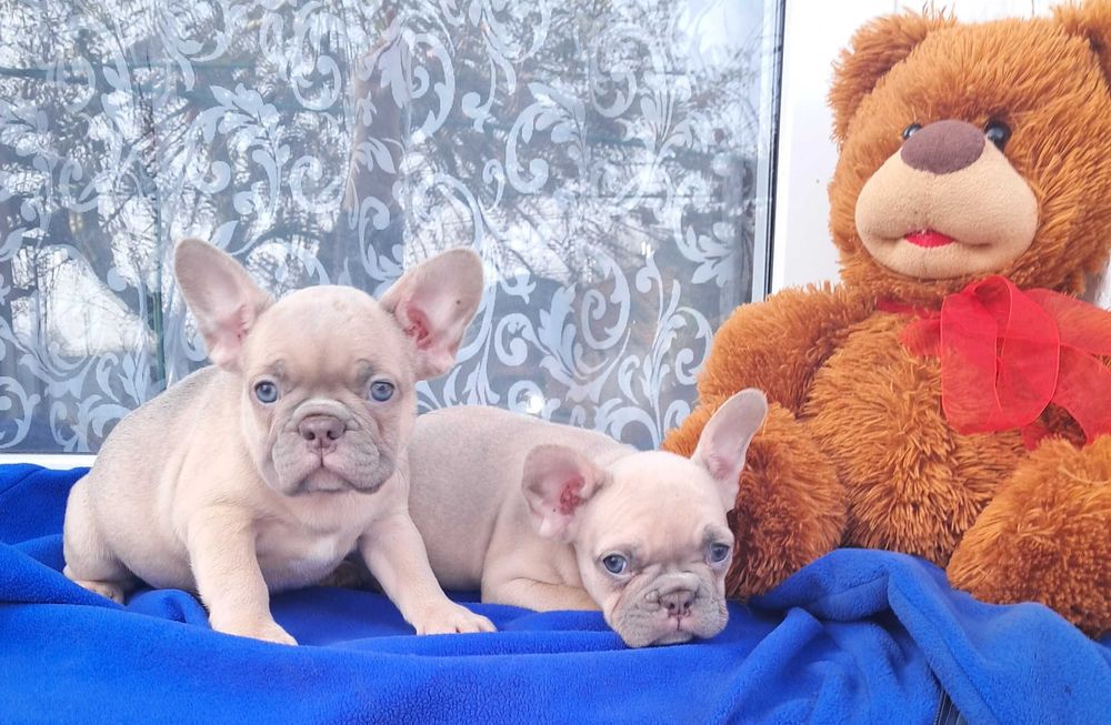 Ізабелові хлопчик та дівчинка!