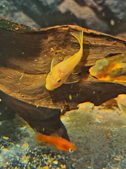 Zbrojnik złoty glonojad.