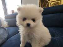 Szpic miniaturowy, pomeranian