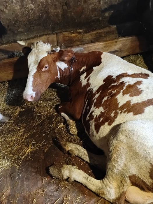 Продам дойных коров