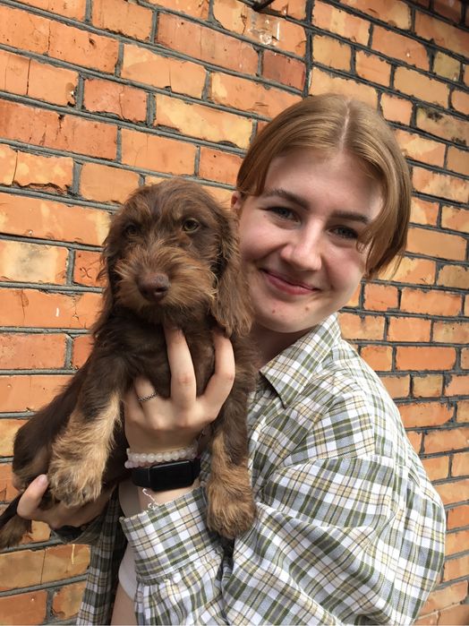 Жорсткошерстна такса  стандартна цуценята