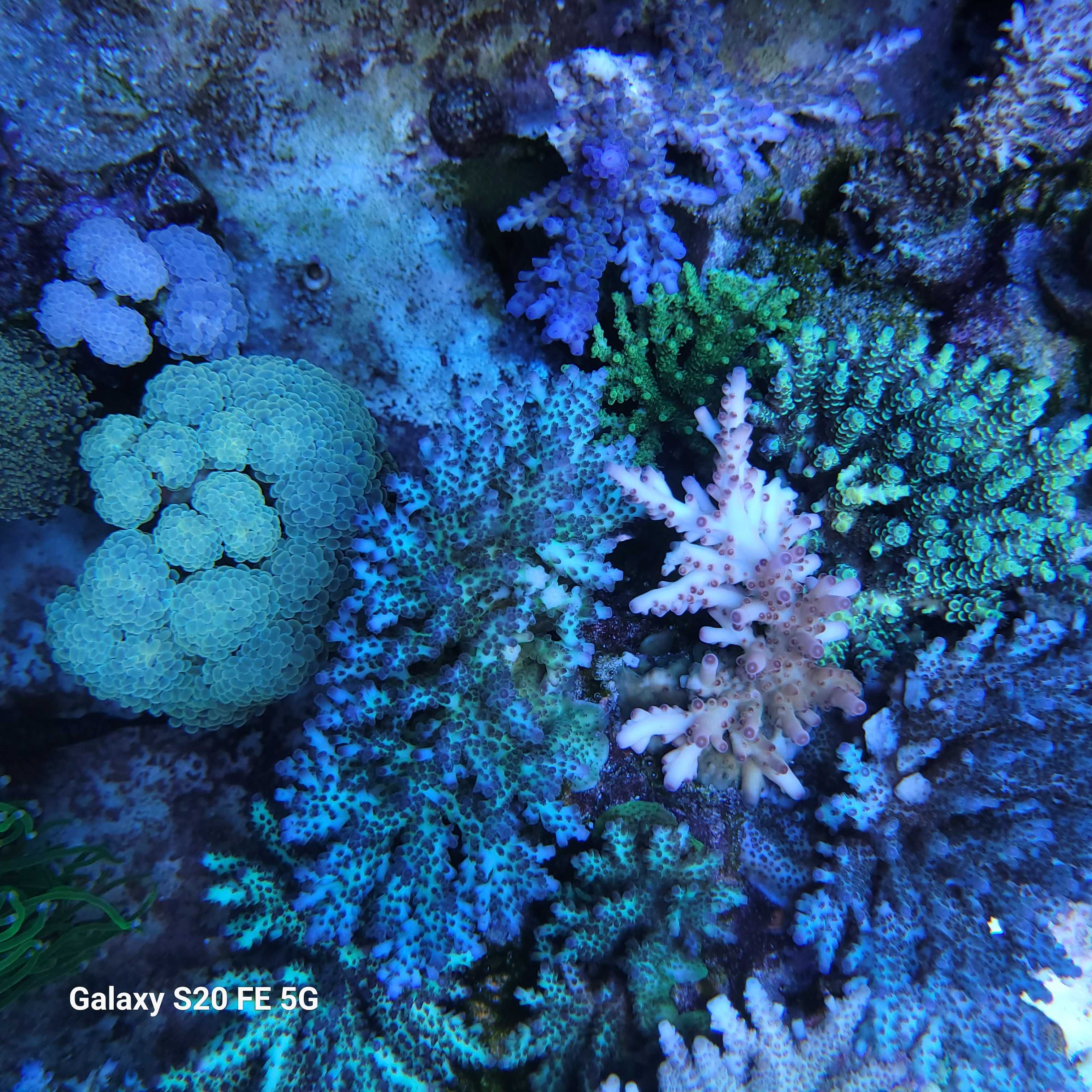 Acropora, szczepki,sps