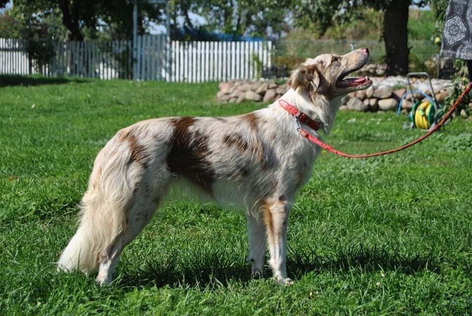 Zapowiedz miotu border collie