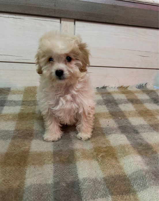 Мальтіпу Ф1 хлопець міні