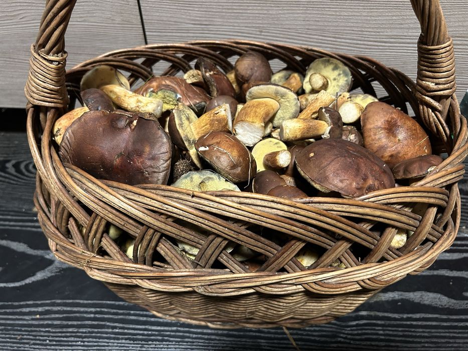 Grzyby wlasnorecznie zbierane, selekcjonowane, wszystkie zdowe