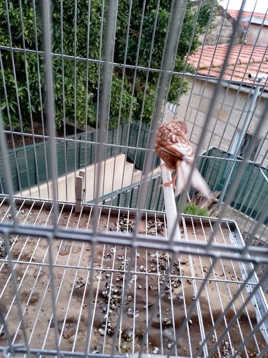 Canário Phaeo Amarelo Mosaico