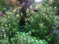 Rotala Najean na  1-2 plan. Hodowla podwodna Gratisy.