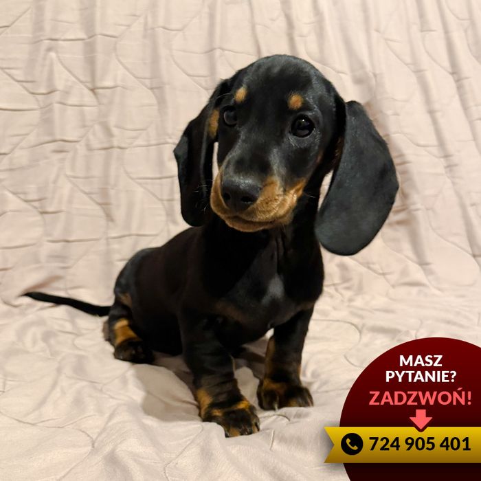 ^^(piesek) jamnik czarny podpalany^^