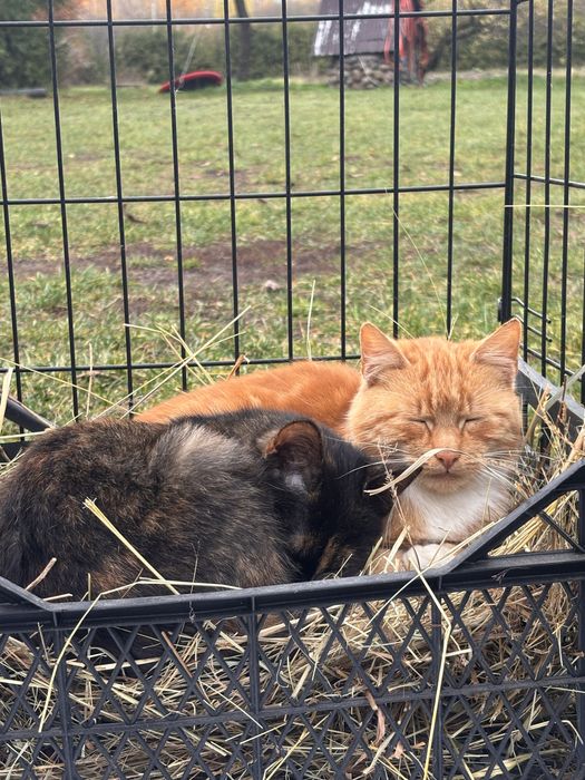 Młode koty do oddania